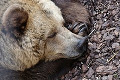 Медведь залез в дом и уснул под столом