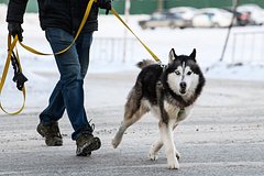 Кинологи дали нелицеприятные характеристики трем популярным породам собак