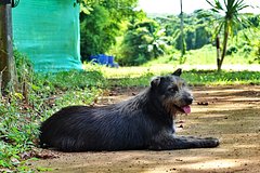 Собака помогла найти останки девочки