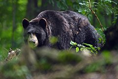 Муж и жена одолели ворвавшегося в их дом крупного медведя с помощью ножа и пистолета